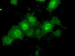 TTLL12 Antibody in Immunocytochemistry (ICC/IF)