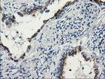 TTLL12 Antibody in Immunohistochemistry (Paraffin) (IHC (P))