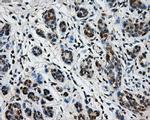 TTLL12 Antibody in Immunohistochemistry (Paraffin) (IHC (P))