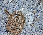 TTLL12 Antibody in Immunohistochemistry (Paraffin) (IHC (P))