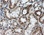 TTLL12 Antibody in Immunohistochemistry (Paraffin) (IHC (P))