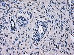 TTLL12 Antibody in Immunohistochemistry (Paraffin) (IHC (P))