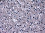 TTLL12 Antibody in Immunohistochemistry (Paraffin) (IHC (P))