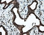 TTLL12 Antibody in Immunohistochemistry (Paraffin) (IHC (P))