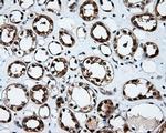 TTLL12 Antibody in Immunohistochemistry (Paraffin) (IHC (P))