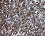 TTLL12 Antibody in Immunohistochemistry (Paraffin) (IHC (P))