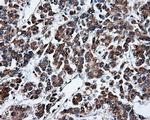 TTLL12 Antibody in Immunohistochemistry (Paraffin) (IHC (P))