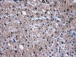 TTLL12 Antibody in Immunohistochemistry (Paraffin) (IHC (P))