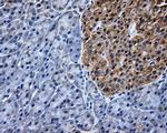 TTLL12 Antibody in Immunohistochemistry (Paraffin) (IHC (P))