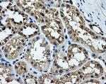 TTLL12 Antibody in Immunohistochemistry (Paraffin) (IHC (P))