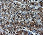 TTLL12 Antibody in Immunohistochemistry (Paraffin) (IHC (P))