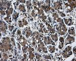 TTLL12 Antibody in Immunohistochemistry (Paraffin) (IHC (P))