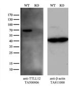 TTLL12 Antibody