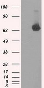 TTLL12 Antibody in Western Blot (WB)