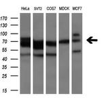 TTLL12 Antibody in Western Blot (WB)