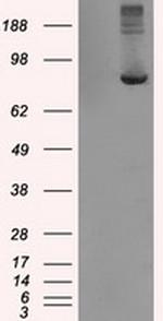 TTLL12 Antibody in Western Blot (WB)