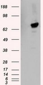 TTLL12 Antibody in Western Blot (WB)