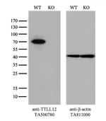 TTLL12 Antibody in Western Blot (WB)