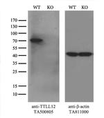 TTLL12 Antibody in Western Blot (WB)