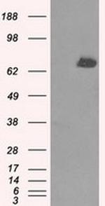 TTLL12 Antibody in Western Blot (WB)
