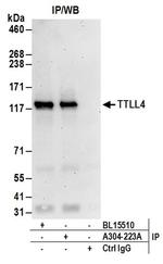 TTLL4 Antibody in Western Blot (WB)