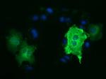 TUBA3E Antibody in Immunocytochemistry (ICC/IF)