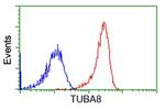 TUBA8 Antibody in Flow Cytometry (Flow)