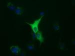 TUBA8 Antibody in Immunocytochemistry (ICC/IF)
