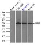 TUBA8 Antibody in Immunoprecipitation (IP)