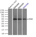 TUBA8 Antibody in Immunoprecipitation (IP)