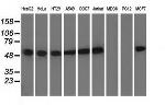 TUBA8 Antibody in Western Blot (WB)