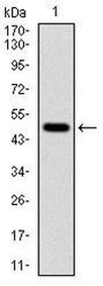 TUBA8 Antibody in Western Blot (WB)