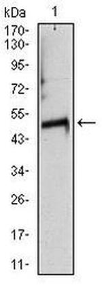 TUBA8 Antibody in Western Blot (WB)