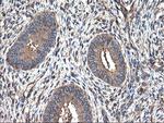 TUBAL3 Antibody in Immunohistochemistry (Paraffin) (IHC (P))