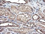 TUBAL3 Antibody in Immunohistochemistry (Paraffin) (IHC (P))