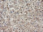 TUBAL3 Antibody in Immunohistochemistry (Paraffin) (IHC (P))
