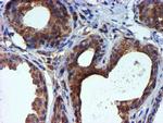 TUBAL3 Antibody in Immunohistochemistry (Paraffin) (IHC (P))