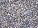 TUBAL3 Antibody in Immunohistochemistry (Paraffin) (IHC (P))