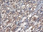TUBAL3 Antibody in Immunohistochemistry (Paraffin) (IHC (P))