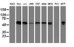 TUBAL3 Antibody in Western Blot (WB)