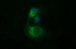 TUBB2B Antibody in Immunocytochemistry (ICC/IF)
