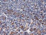 TUBB4 Antibody in Immunohistochemistry (Paraffin) (IHC (P))
