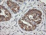 TUBB4 Antibody in Immunohistochemistry (Paraffin) (IHC (P))