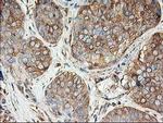 TUBB4 Antibody in Immunohistochemistry (Paraffin) (IHC (P))
