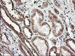 TUBB4 Antibody in Immunohistochemistry (Paraffin) (IHC (P))