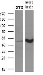 TUBB4 Antibody in Western Blot (WB)