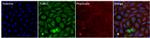gamma Tubulin Monoclonal Antibody (4D11), Alexa Fluor™ 488