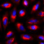 gamma Tubulin Monoclonal Antibody (4D11), Alexa Fluor™ 647