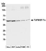TUFM/EF-Tu Antibody in Western Blot (WB)
