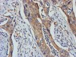 TULP3 Antibody in Immunohistochemistry (Paraffin) (IHC (P))